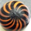 Halloween Clam-orange ob opaque black