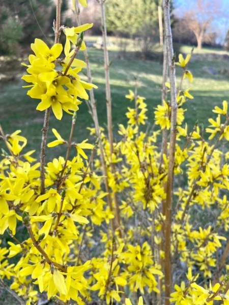 IMG_9397.jpeg